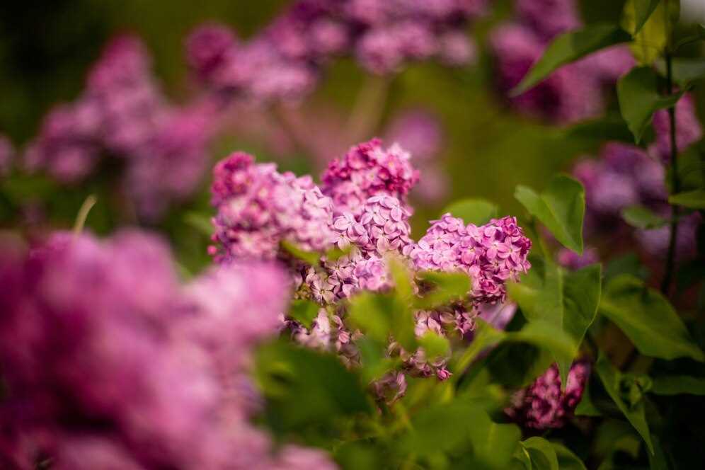 Valerian bylinka na celkové zdraví a nespavost